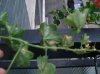 DSC09204.jpg