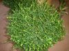 DSC00149.jpg