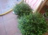 DSC00153.jpg