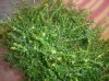 DSC00148.jpg