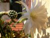 Immagine 057.jpg
