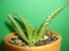 cb006110 Aloe.jpg