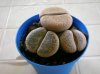 Lithops (3).jpg