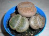 Lithops (2).jpg