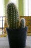 Trichocereus grandiflorus (1).jpg