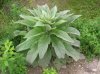 DSCN5230.jpg
