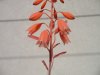 Aloe bellatula5.jpg