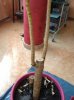 Dracena 4.jpg