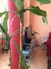 Dracena 6.jpg