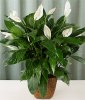 Spathiphyllum-wallisii-madera.jpg