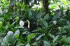 piante-di-spathiphyllum.jpg