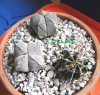 astrophytum ornatum myriostigma (3).jpg