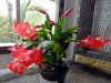 Schlumbergera 'Caribbean Dancer.'.jpg