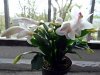 Schlumbergera witte eva.jpg