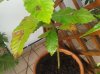 castagnetto foglie.jpg