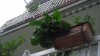 IMGP2418_zps090ac102.jpg