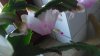 IMGP2477_zps933398e6.jpg