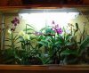 Serre_orchidee_324x268.jpg