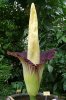 amorphophallus-titanum-4-aracees-visoflora-6685.jpg