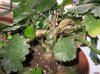 kala2.jpg