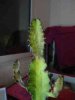 DSC02872.jpg