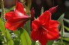 Hippeastrum RED LION kuno mejina.jpg