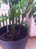 Schefflera201302.jpg