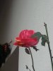 rosa 1.jpg