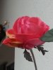 rosa 2.jpg