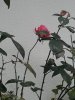 rosa 4.jpg