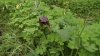 DSCF7054.jpg