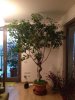 Ficus1.jpg