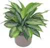 Aglaonema crystal bay.jpg