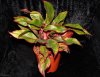 aglaonema-crete-bb.jpg