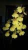 Oncidium 2013-11-26-361.jpg