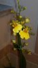 Oncidium.jpg