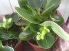 kalanchoe germogli rimpicciolita.jpg