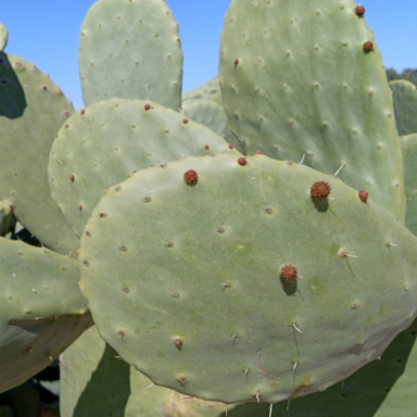 Albagarden - Anti Cocciniglia Naturale - Preparato Sistemico Omeopatico Per  La Difesa E Rinforzo Delle Piante Anti Coccigniglie Insetti Afidi,  Antiparassitario Per Orto Giardino Da 750 ml : : Giardino e  giardinaggio