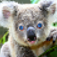 koala76