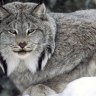 Gatto gtp