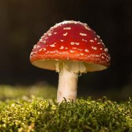 Eleonora.del cavallo