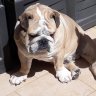 Wallace_bulldog