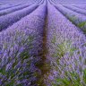 Lavanda santa