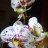 Orchidacaee