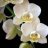whiteorchid