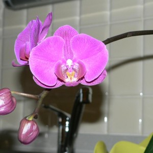 orchidee1