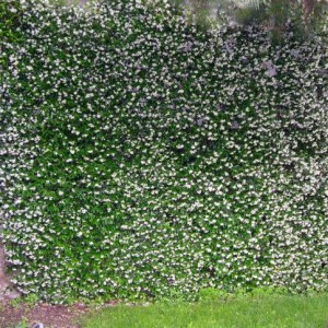 Il Mio Giardino