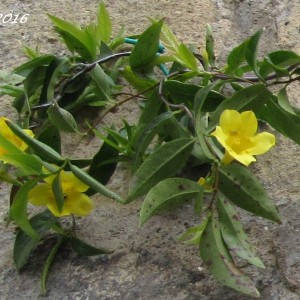 Il mio giardino