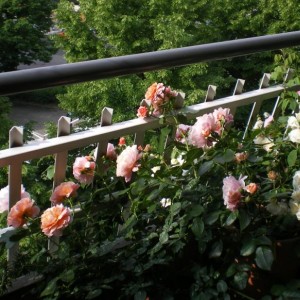 Il mio balcone 2009