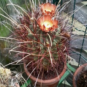 Cactus 2012